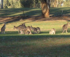 Savernake Day Tours - Attractions Sydney 4