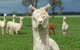 Creswick Woollen Mills - thumb 1
