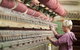 Creswick Woollen Mills - thumb 0