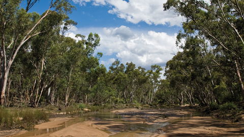 Pilliga National Park - Attractions Sydney 2