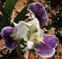 Sunshine Iris Nursery - Attractions Sydney