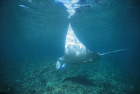 Manta Ray Bay Dive Site - Attractions Sydney 0
