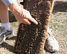 Bees On Keswick Island - Attractions Sydney 1