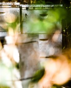 Bees On Keswick Island - Attractions Sydney 0