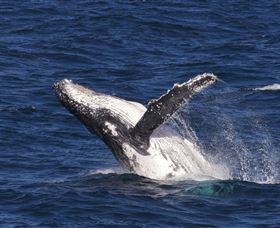 Whale Watching On Keswick Island - Attractions Sydney 0