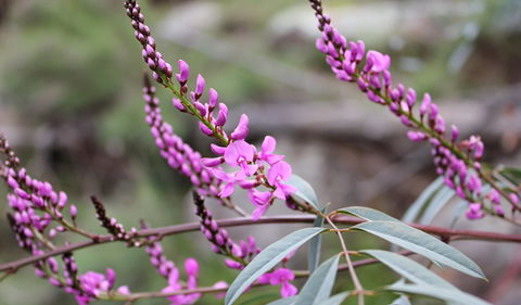 Basin Gully To Eualdrie Lookout Track - Attractions Sydney 1