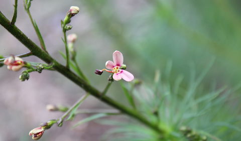 Basin Gully To Eualdrie Lookout Track - Attractions Sydney 2