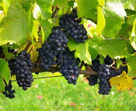 Paramoor Winery - Attractions Sydney 5