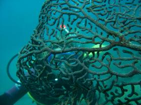 Fairey Reef - Attractions Sydney 3