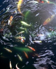 Wellington Osawano Japanese Gardens - Attractions Sydney 2