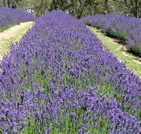 Yuulong Lavender Estate - Attractions Sydney