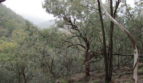 Mount Murga Walking Track - Attractions Sydney 0