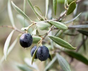 Wollundry Grove Olives - Attractions Sydney 2