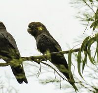Conimbla National Park - Attractions Sydney