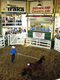 Gracemere Exhibition Complex - Attractions Sydney 0