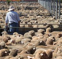 Livestock Marketing Centre - Attractions Sydney