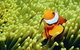 Hardy Reef - thumb 3