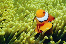Hardy Reef - Attractions Sydney 3