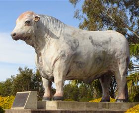 Rockhampton Bull Statues - Attractions Sydney 1