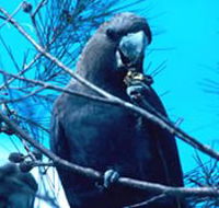 Mount Archer National Park - Attractions Sydney