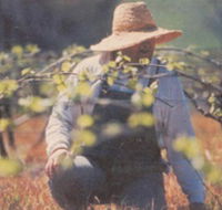 Canobolas Smith Winery - Attractions Sydney
