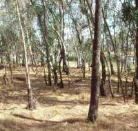 Chiltern-Mt Pilot National Park - Attractions Sydney