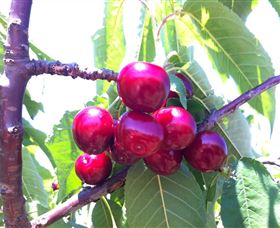 Ballinaclash Orchard And Cellar Door - Attractions Sydney 0