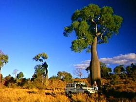 Kroombit Tops National Park - Attractions Sydney 1