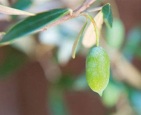 The Olive Shop - Milawa - Attractions Sydney 1