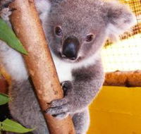 Cooberrie Park Wildlife Sanctuary - Attractions Sydney