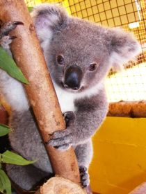 Cooberrie Park Wildlife Sanctuary - Attractions Sydney 0