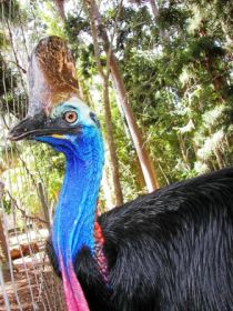 Cooberrie Park Wildlife Sanctuary - Attractions Sydney 1