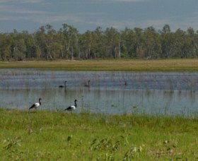 Lake Broadwater Conservation Park - Attractions Sydney 1