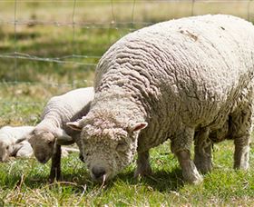 Short Sheep Micro-Winery - Attractions Sydney 6