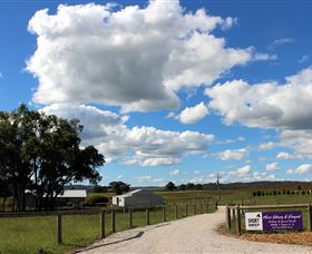 Short Sheep Micro-Winery - Attractions Sydney 8