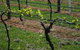 Beechworth Wine Estates - thumb 2