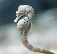 SEA LIFE Melbourne Aquarium