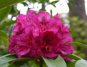 Campbell Rhododendron Gardens - Attractions Sydney 0