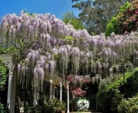 Nooroo Gardens