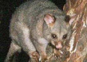 Moondarra State Park - Attractions Sydney 0