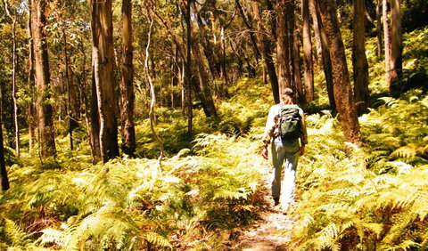 Federal Pass - Attractions Sydney 0