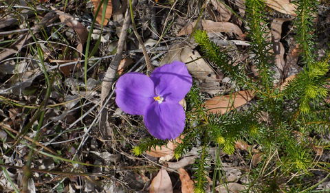 Gordon Falls Lookout And Picnic Area - Attractions Sydney 3