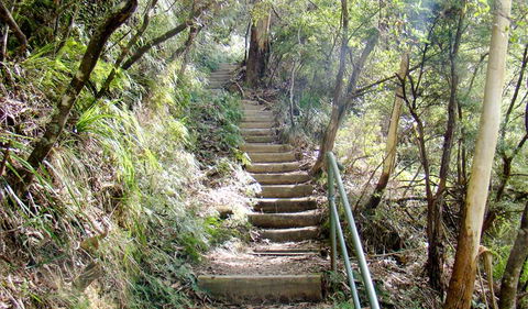 Nature Track - Attractions Sydney 0