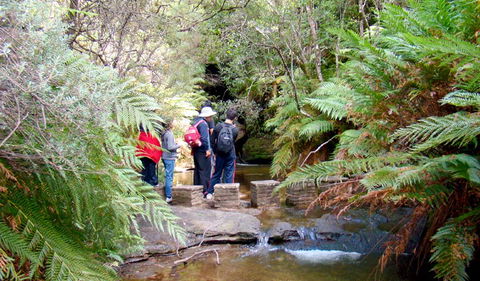 Nature Track - Attractions Sydney 1