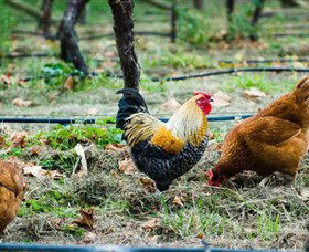 Lark Hill Biodynamic Winery - Attractions Sydney 3