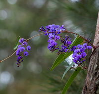 Mann River Nature Reserve - Attractions Sydney