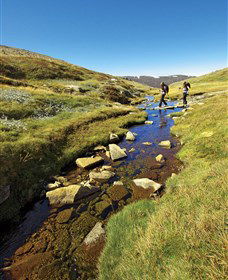 Australian Alps Walking Track - Attractions Sydney 0