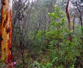 Glenbrook Native Plant Reserve And Nursery - Attractions Sydney 2