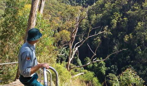 Lyrebird Falls Walking Track - Attractions Sydney 1