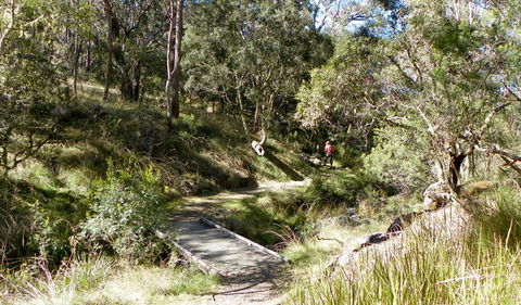 Wollomombi Walking Track - Attractions Sydney 0